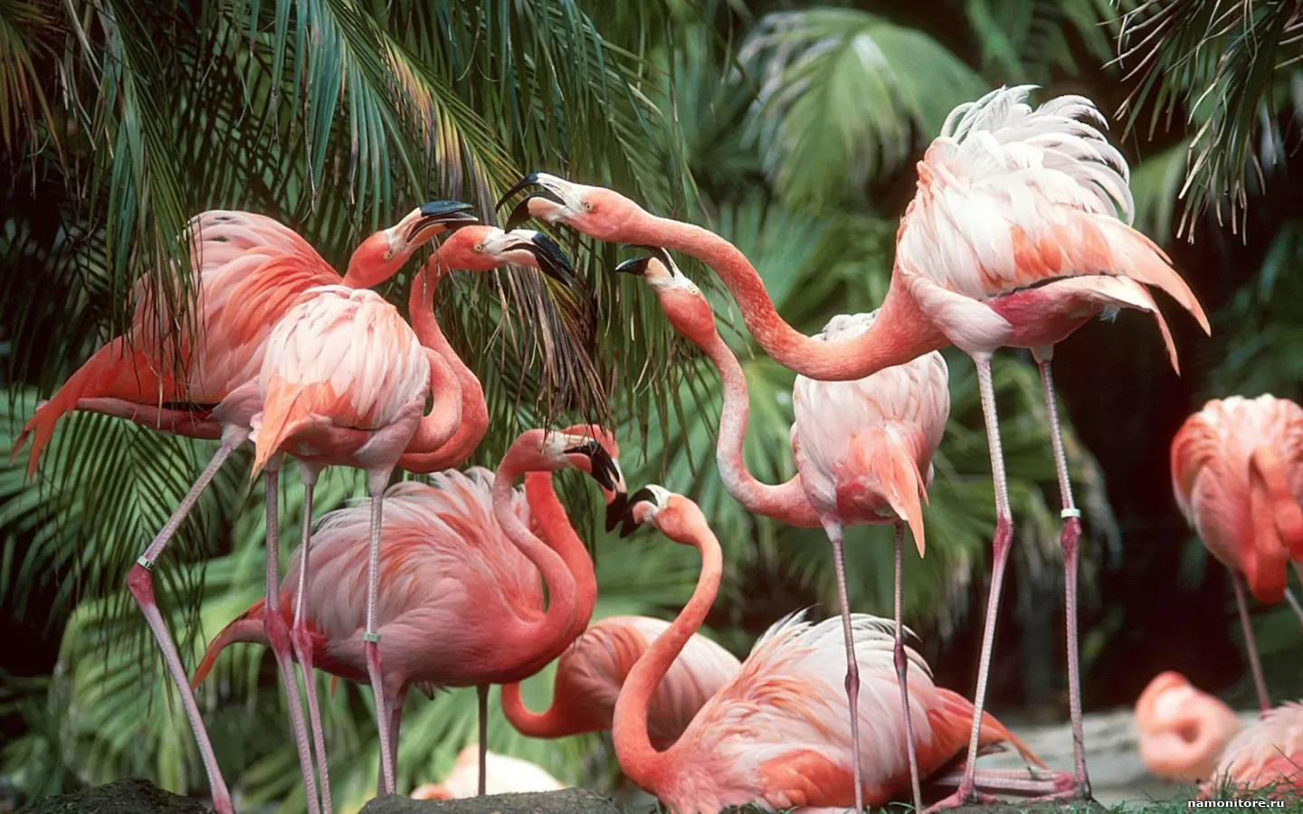 Flamingo, birds, flamingo x