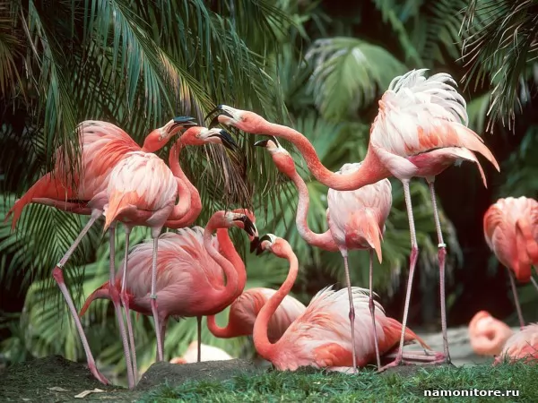Flamingo, Birds