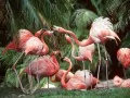 current picture: «Flamingo»