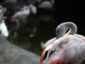 open picture: «Flamingo»