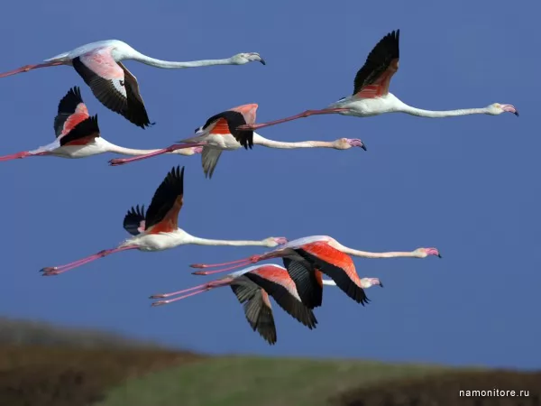 Flamingo, Birds