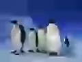 Imperial penguins