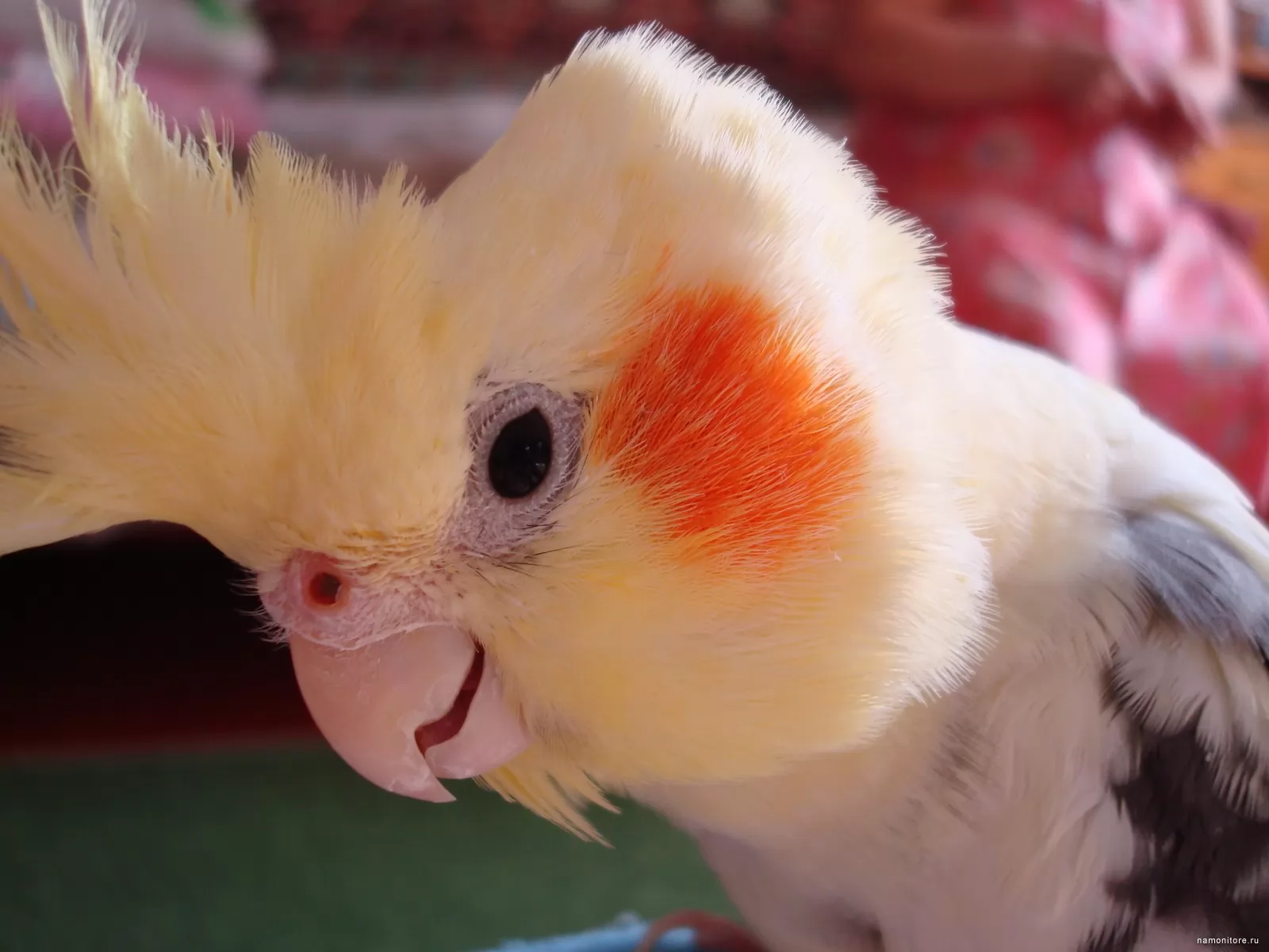 Peekaboo Cockatoo