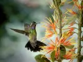 open picture: Humming-bird