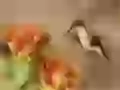Humming-bird
