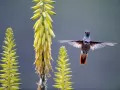 current picture: «Humming-bird»