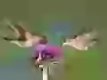 Humming-bird