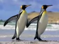 open picture: «Royal penguins»