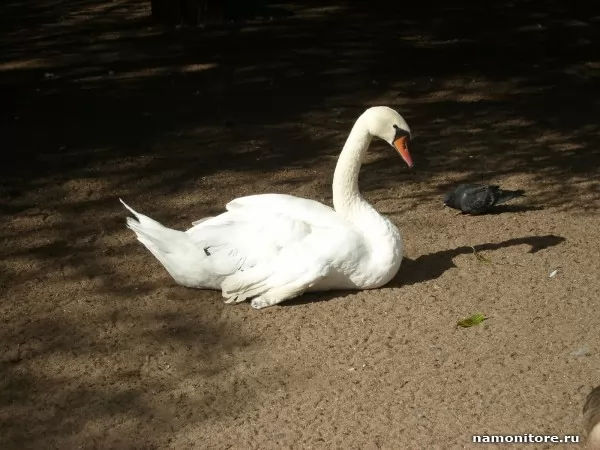 Swan, Birds