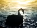 open picture: «Swan»
