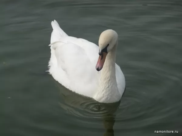 Swan, Birds
