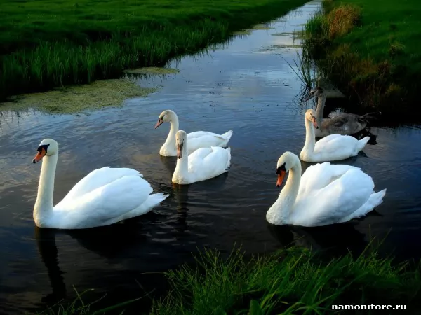 Swans, Birds