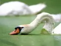 The Swan song