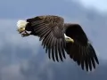 open picture: «Flying eagle»