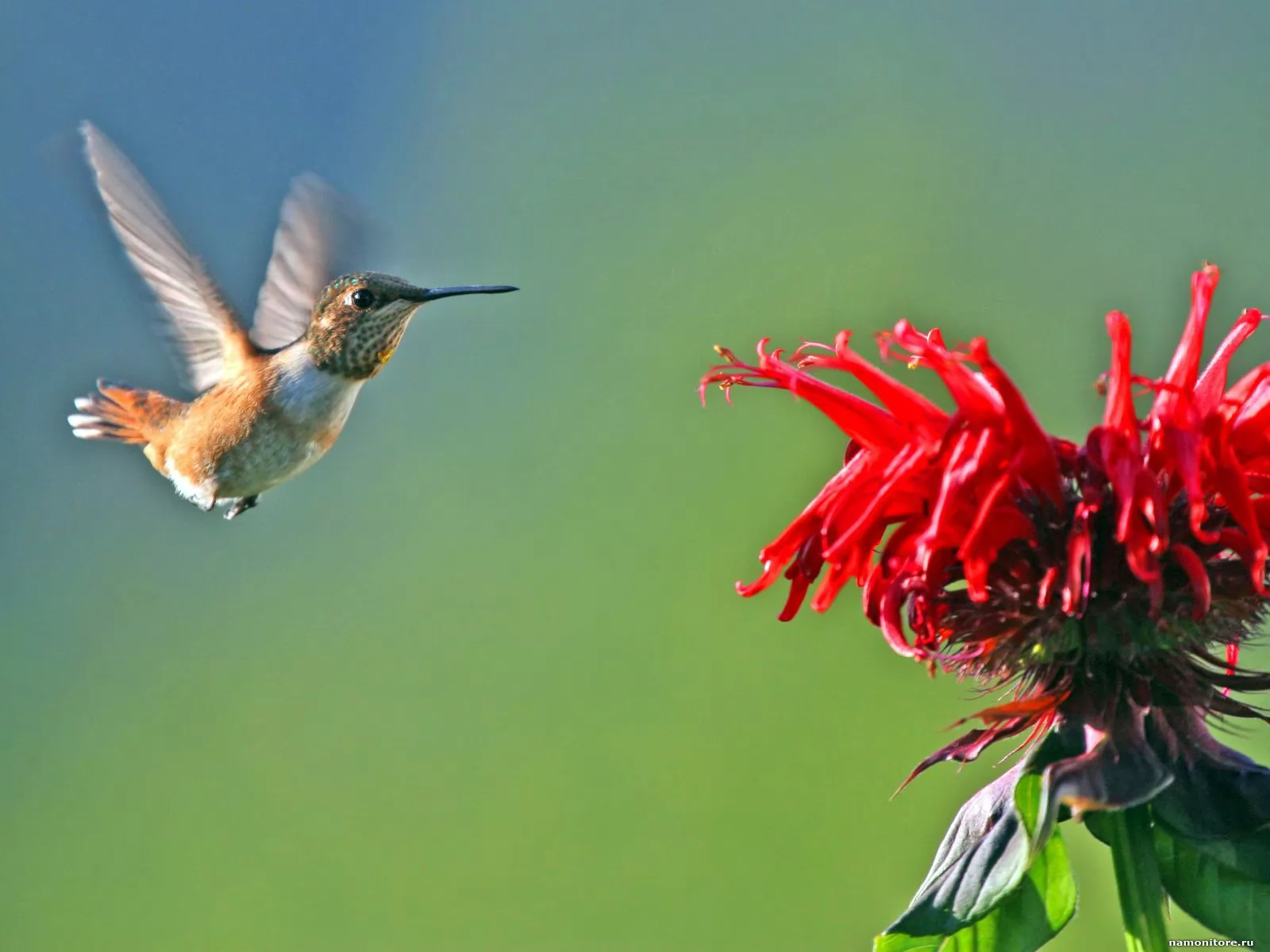 Колибри эндемики. Цветы и птицы. Цвета в полете. Колибри и цветок. Попугай колибри.