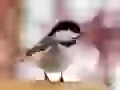 Small birdie