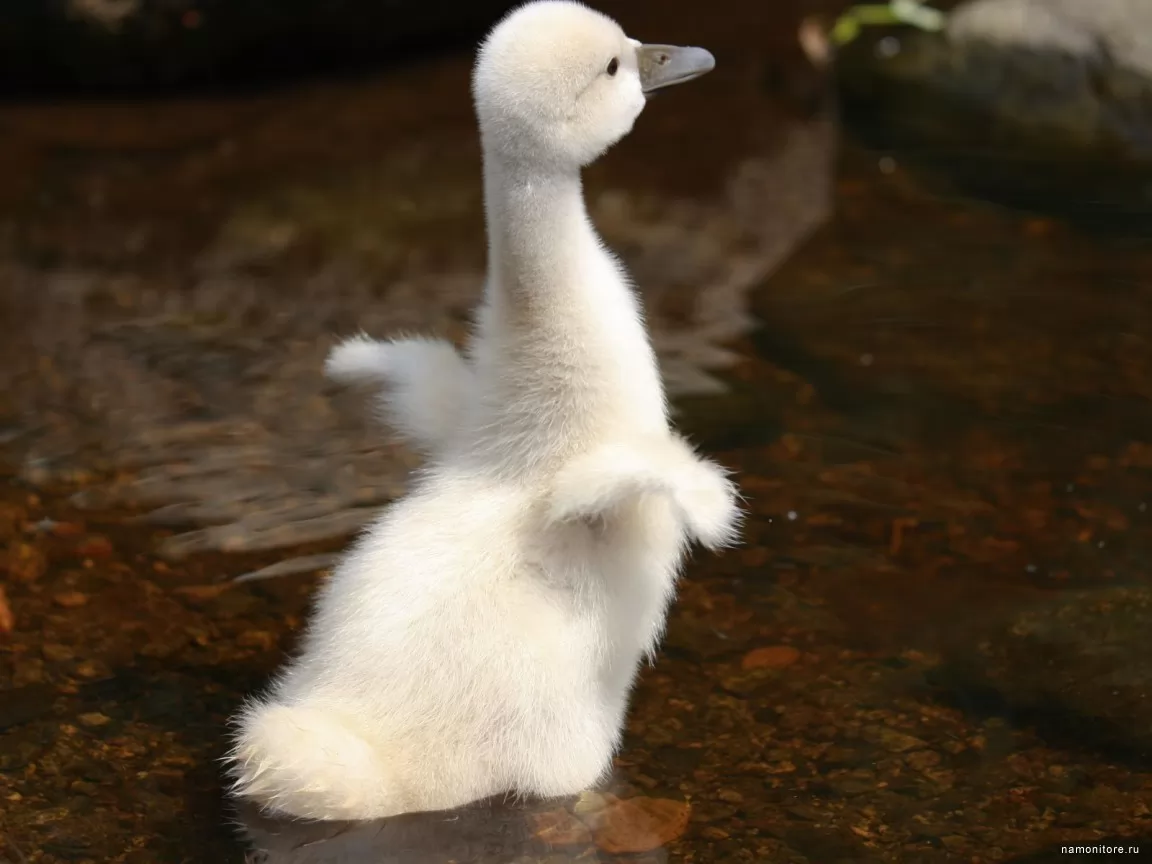 Small swan, birds, brown, swans, white x
