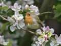 open picture: «Robin on a blossoming apple-tree»