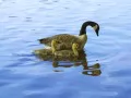 current picture: «Mum-swan»