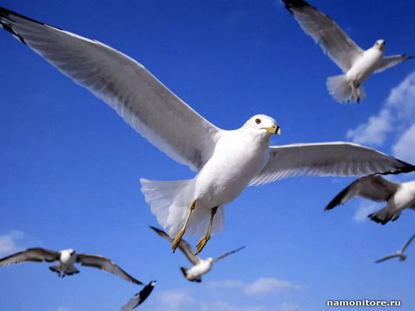 Sea seagulls in the sky, Birds