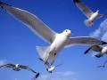 Sea seagulls in the sky