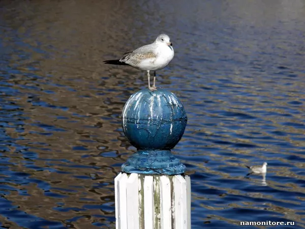 On a sphere, Birds