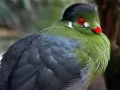 open picture: Ruffled up bird