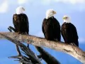 current picture: «Eagles»