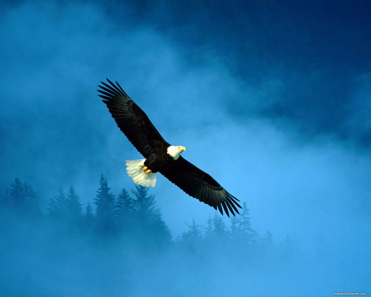 Soaring eagle, birds, dark blue, eagles, flight, white-headed sea eagle x