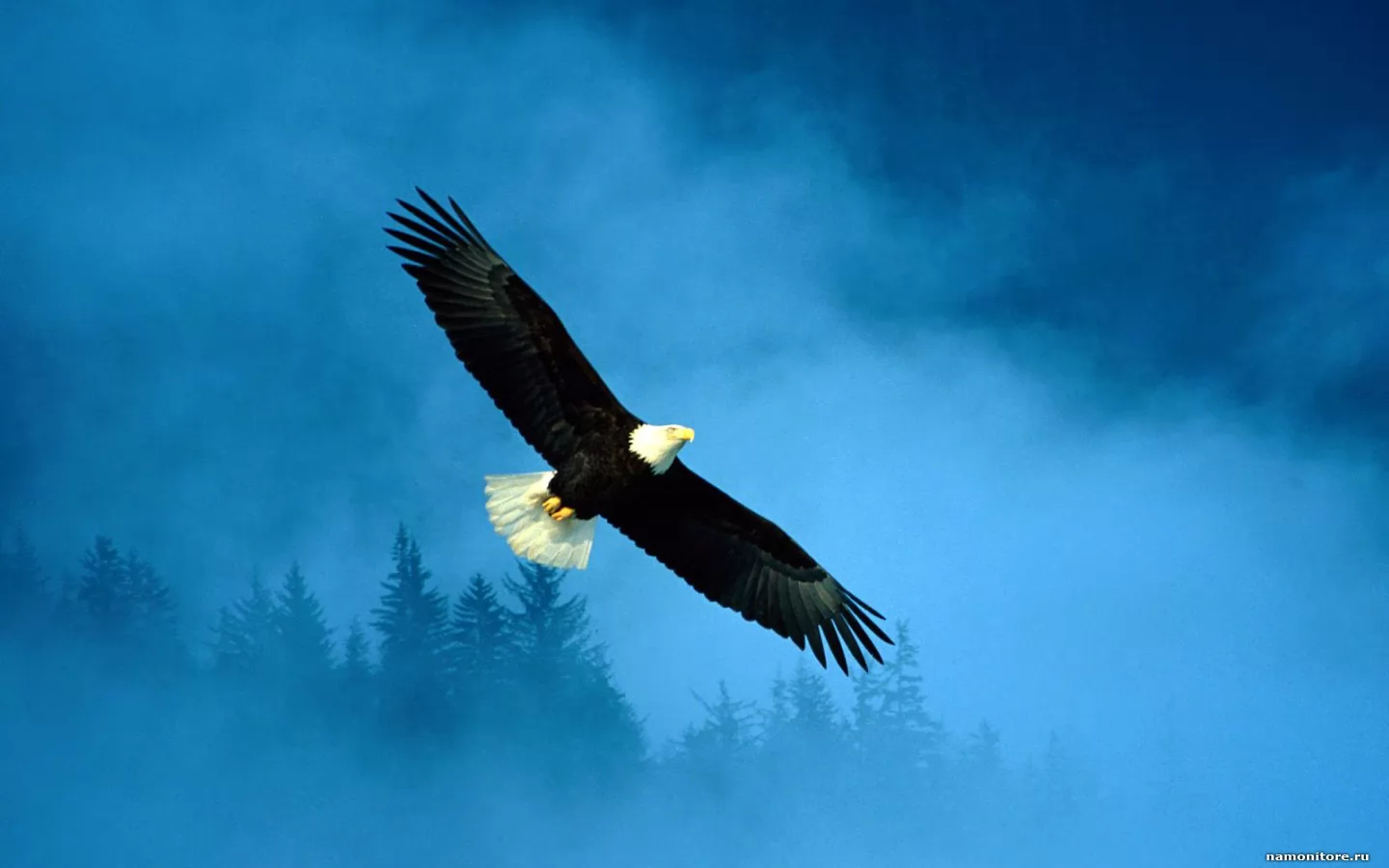 Парящий орел, белоголовый орлан, орлы, полёт, птицы, синее х