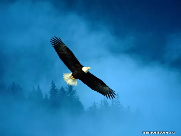 Soaring eagle, Birds