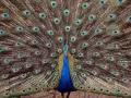 open picture: «Peacock»