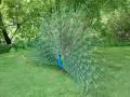 open picture: «Peacock»