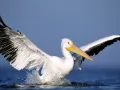 open picture: «Pelican»