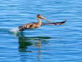 open picture: «Pelican over water»