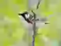 Singing birdie