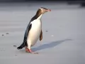 выбранное изображение: «Пингвин»