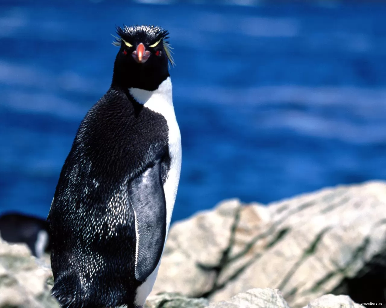 Penguin, birds, black, dark blue, penguins x