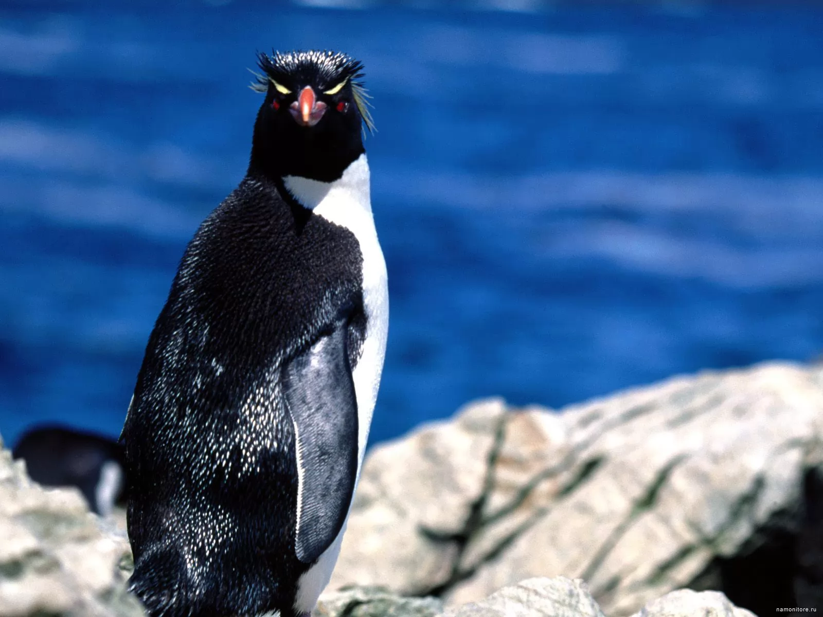 Penguin, birds, black, dark blue, penguins x