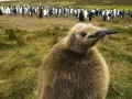 open picture: «Pingvinchik»