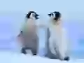 Pingvinchiki