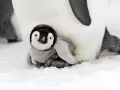 open picture: «Pingvinenok»