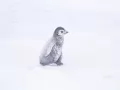 open picture: «Little penguin»