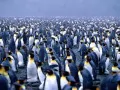 open picture: «Penguins»