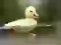 Floating duckling