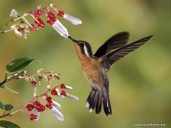 Tiny humming-bird and a flower , Birds