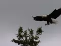 open picture: «Flight of an eagle»