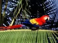 open picture: «Parrot»