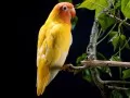open picture: Popugajchik on a branch