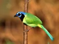 open picture: The Birdie on a branch